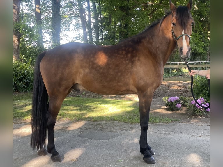 Duitse draver Ruin 7 Jaar 159 cm Bruin in Warendorf