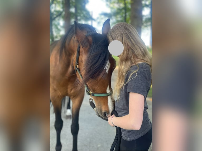 Duitse draver Ruin 7 Jaar 159 cm Bruin in Warendorf
