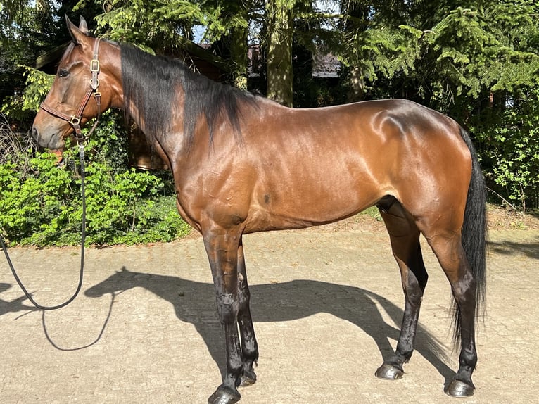 Duitse draver Ruin 7 Jaar 172 cm Bruin in Heeslingen