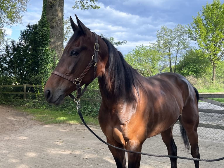 Duitse draver Ruin 7 Jaar 172 cm Bruin in Heeslingen