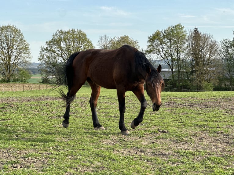 Duitse draver Ruin 8 Jaar 164 cm Bruin in Dinkelscherben