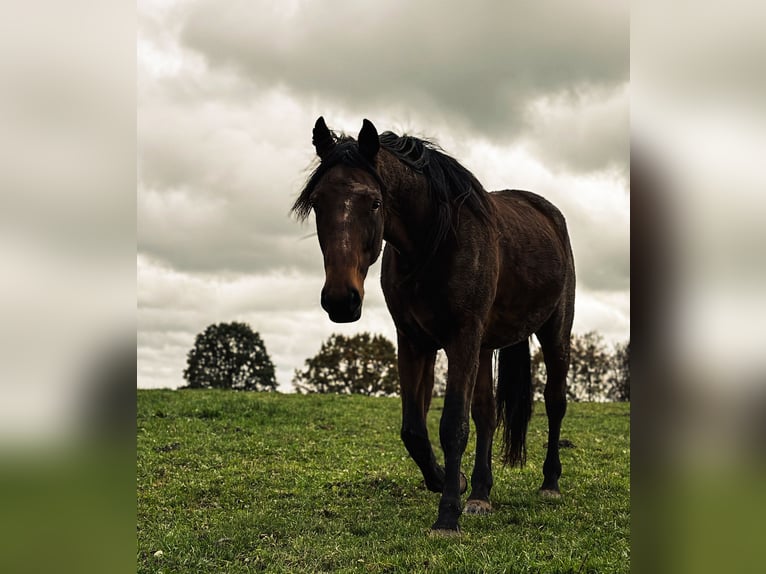 Duitse draver Ruin 8 Jaar 164 cm Bruin in Dinkelscherben