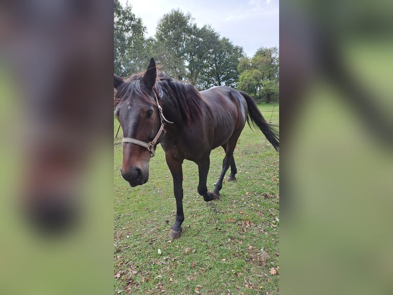 Duitse draver Ruin 8 Jaar 165 cm Donkerbruin in Steyerberg