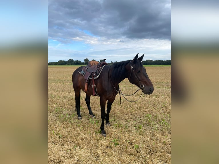 Duitse draver Ruin 8 Jaar 165 cm Donkerbruin in Steyerberg