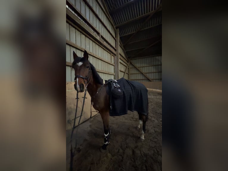 Duitse draver Ruin 8 Jaar 165 cm Lichtbruin in Horstedt