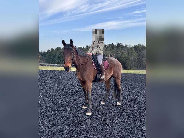 Duitse draver Ruin 8 Jaar 170 cm Bruin in Pfarrkirchen
