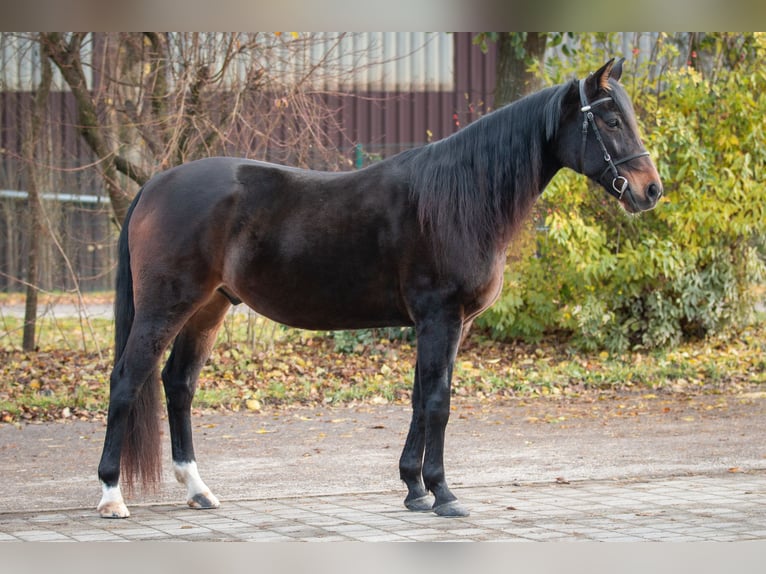 Duitse draver Ruin 9 Jaar 157 cm Donkerbruin in Berg im Gau