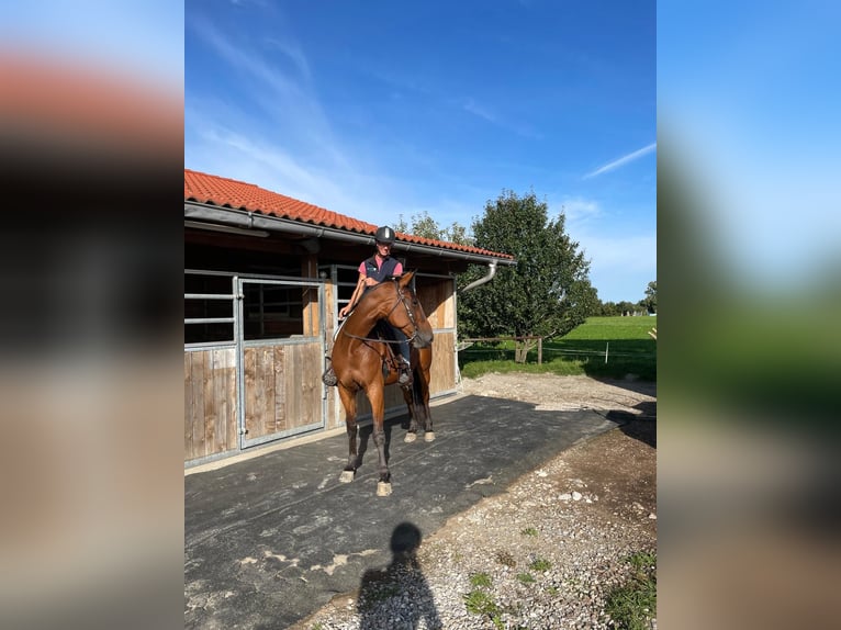 Duitse draver Ruin 9 Jaar 160 cm Bruin in Bruckmühl