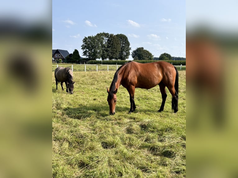 Duitse draver Ruin 9 Jaar 163 cm Donkere-vos in Bohmte