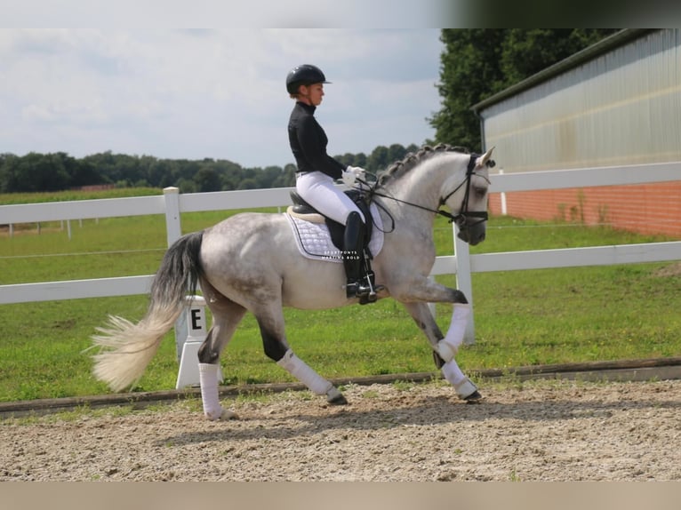 Duitse rijpony Hengst 10 Jaar 147 cm Schimmel in Recke, bei Osnabrück