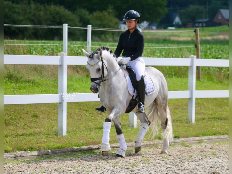 Duitse rijpony Hengst 10 Jaar 147 cm Schimmel in Recke, bei Osnabrück