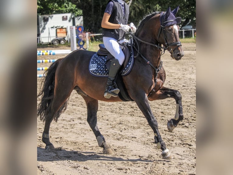 Duitse rijpony Hengst 10 Jaar 148 cm Donkerbruin in Karlsbad