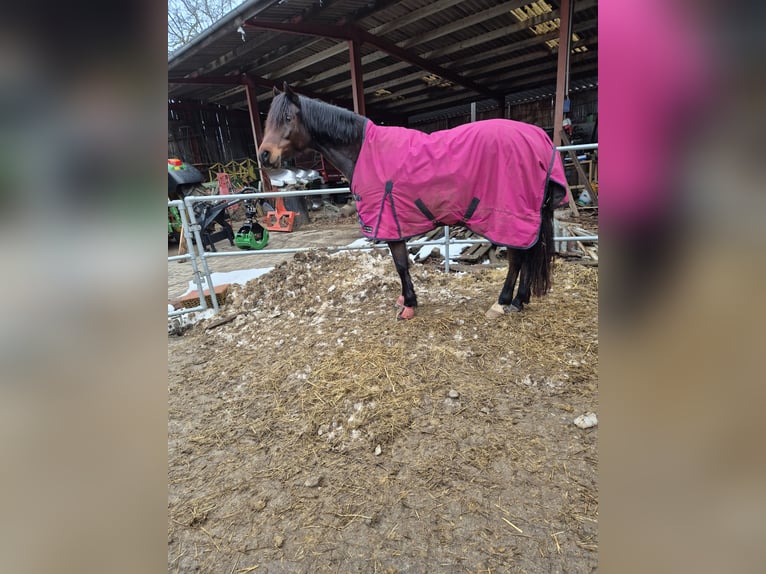 Duitse rijpony Hengst 11 Jaar 141 cm Donkerbruin in Krautheim