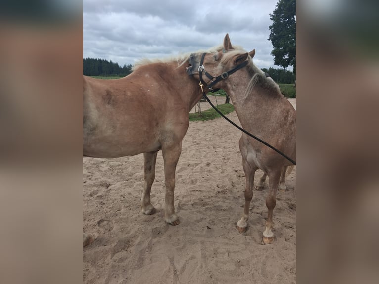 Duitse rijpony Hengst 13 Jaar 130 cm  in Bergen