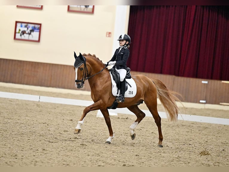 Duitse rijpony Hengst 13 Jaar 146 cm Vos in am Ohmberg