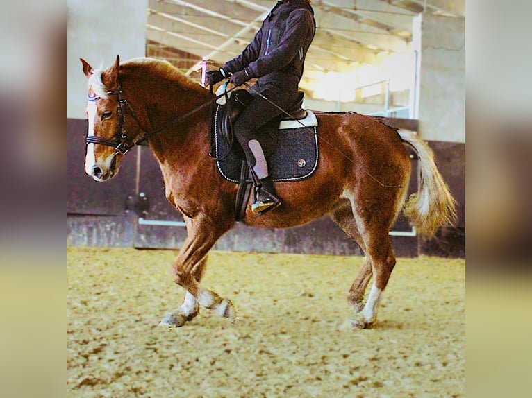 Duitse rijpony Hengst 13 Jaar 146 cm Vos in Bad Langensalza