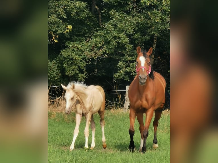 Duitse rijpony Hengst 13 Jaar 147 cm Palomino in Vienenburg