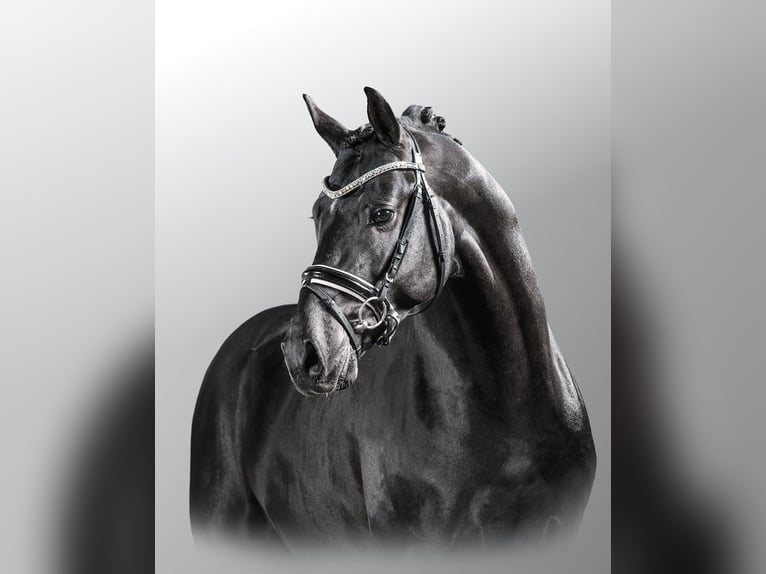 Duitse rijpony Hengst 13 Jaar 151 cm Zwart in Bedburg Duitse rijpony Hengst 13 Jaar 151 cm Zwart in Bedburg