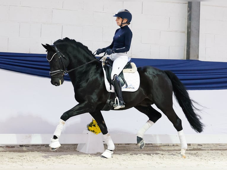 Duitse rijpony Hengst 13 Jaar 153 cm Zwart in Marsberg Duitse rijpony Hengst 13 Jaar 153 cm Zwart in Marsberg