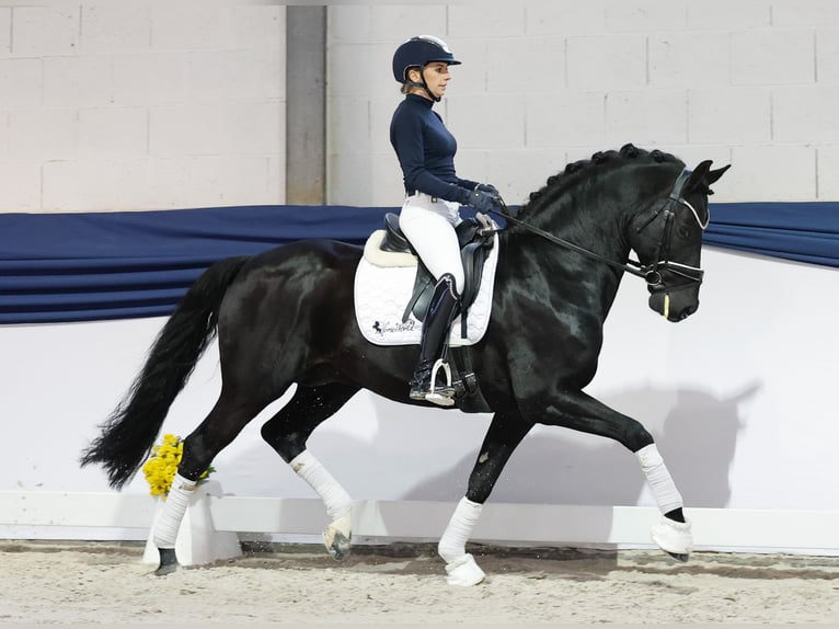Duitse rijpony Hengst 13 Jaar 153 cm Zwart in Marsberg Duitse rijpony Hengst 13 Jaar 153 cm Zwart in Marsberg