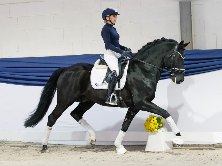 Duitse rijpony Hengst 13 Jaar 153 cm Zwart in Marsberg Duitse rijpony Hengst 13 Jaar 153 cm Zwart in Marsberg