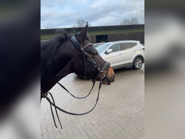 Duitse rijpony Mix Hengst 14 Jaar 147 cm Donkerbruin in Hamburg Lemsahl-Mellingstedt