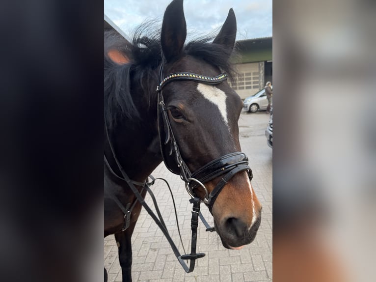 Duitse rijpony Mix Hengst 14 Jaar 147 cm Donkerbruin in Hamburg Lemsahl-Mellingstedt