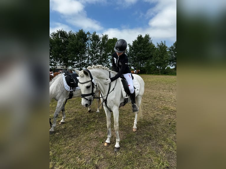 Duitse rijpony Hengst 15 Jaar 148 cm Schimmel in Husby