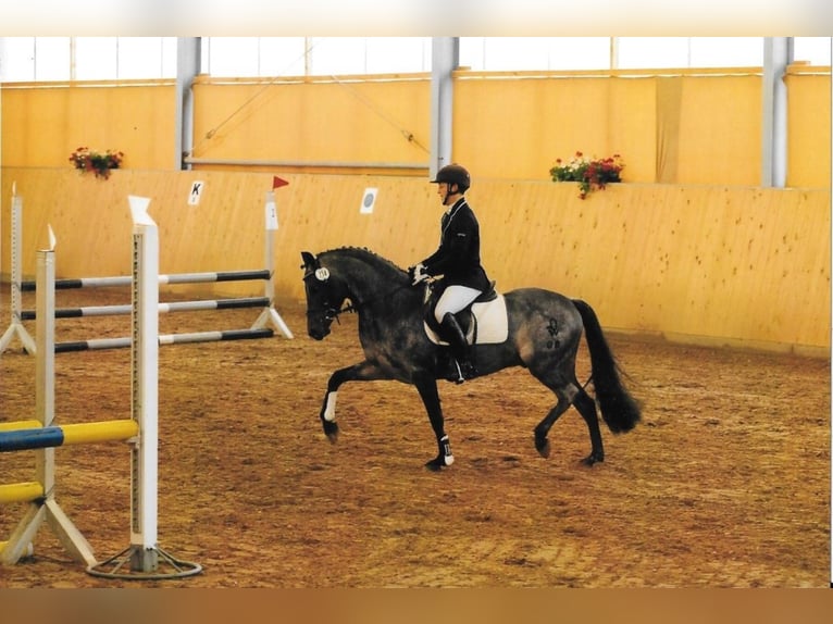 Duitse rijpony Hengst 16 Jaar 143 cm Roan-Bay in Frankenberg