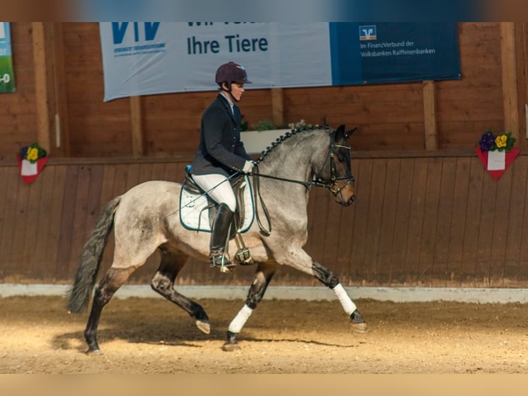 Duitse rijpony Hengst 16 Jaar 143 cm Roan-Bay in Frankenberg