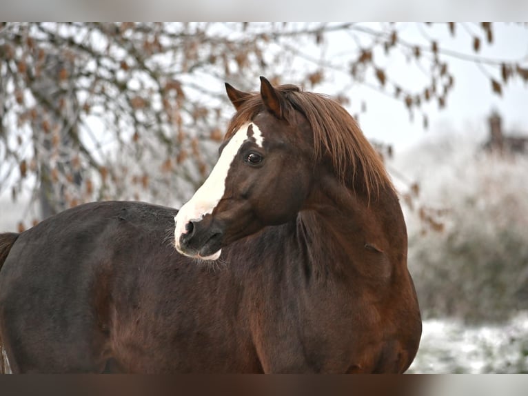 Duitse rijpony Hengst 16 Jaar 148 cm Donkere-vos in Lippetal