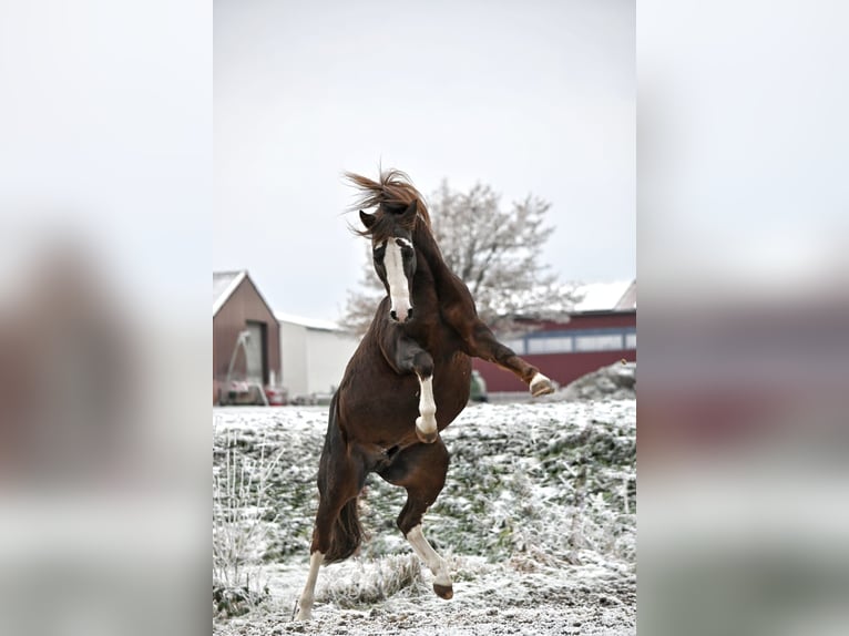Duitse rijpony Hengst 16 Jaar 148 cm Donkere-vos in Lippetal