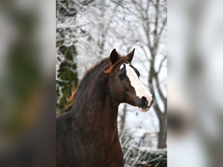 Duitse rijpony Hengst 16 Jaar 148 cm Donkere-vos in Lippetal