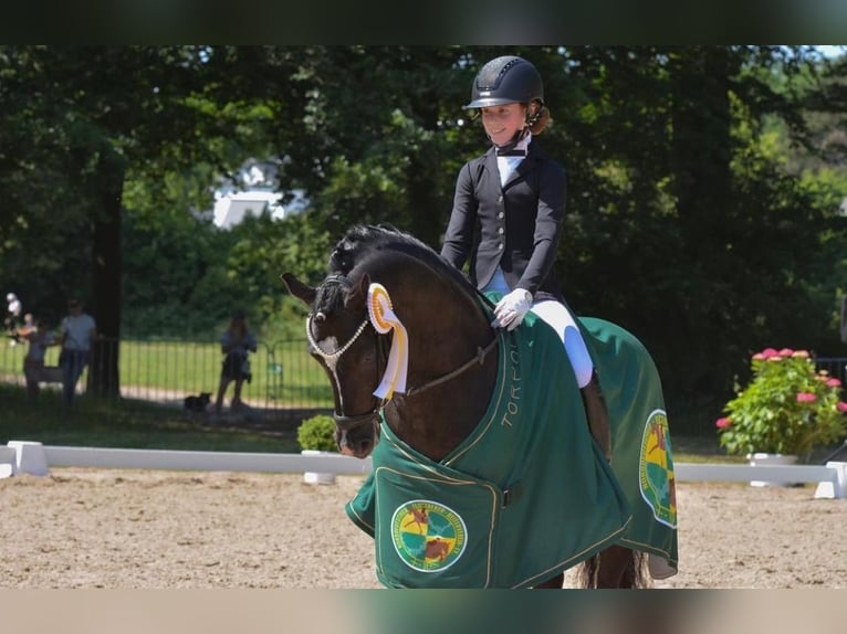 Duitse rijpony Hengst 17 Jaar 146 cm Zwartbruin in Ahrensburg