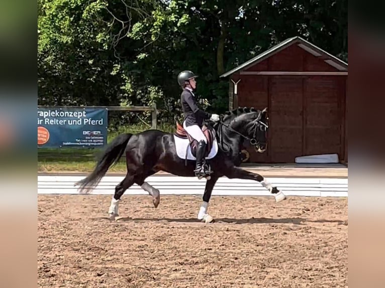 Duitse rijpony Hengst 17 Jaar 146 cm Zwartbruin in Ahrensburg