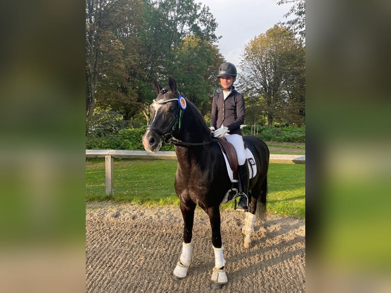 Duitse rijpony Hengst 17 Jaar 146 cm Zwartbruin in Ahrensburg