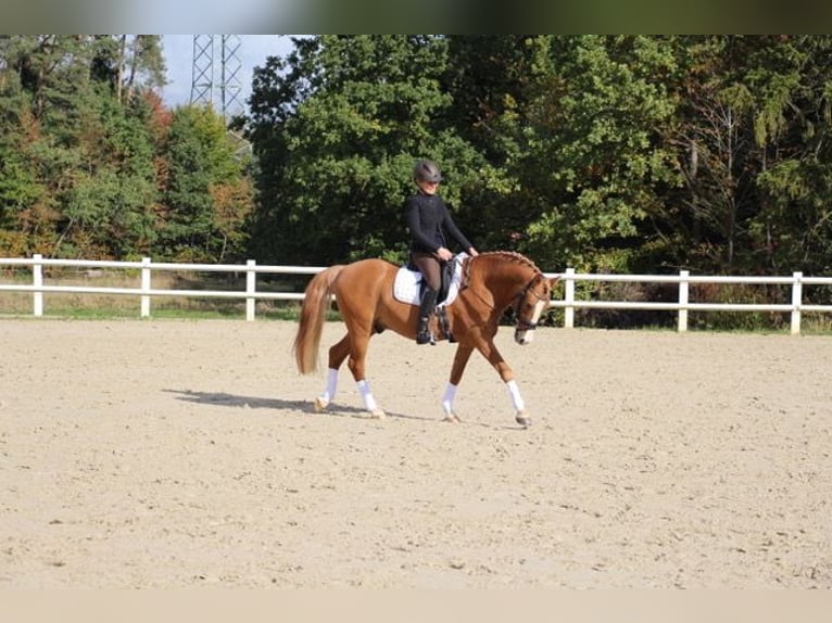 Duitse rijpony Hengst 17 Jaar 147 cm Vos in Horb am Neckar