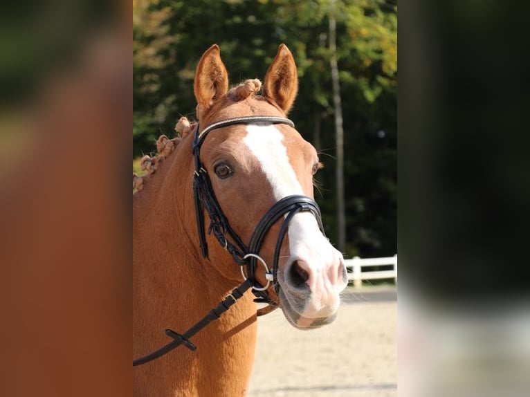 Duitse rijpony Hengst 17 Jaar 147 cm Vos in Horb am Neckar