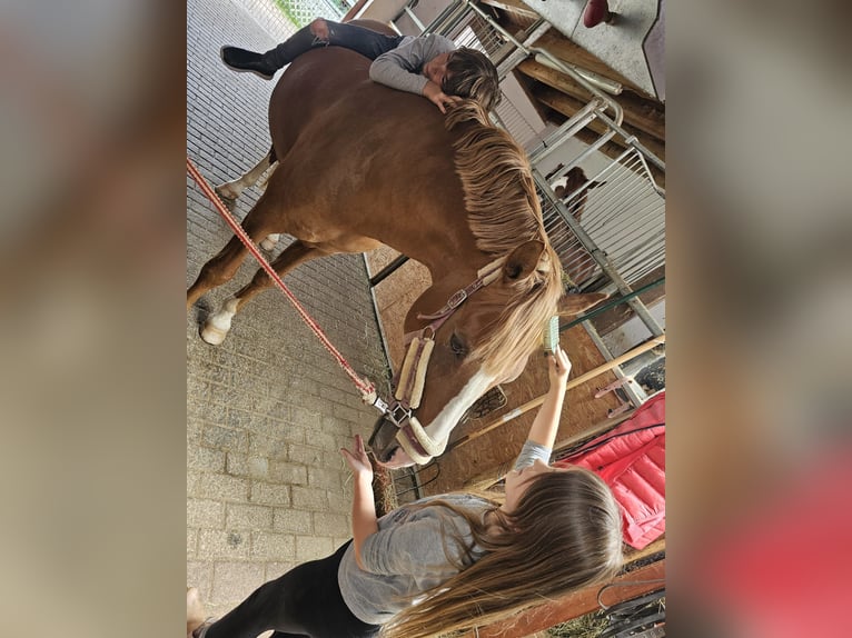 Duitse rijpony Hengst 17 Jaar 147 cm Vos in Horb am Neckar