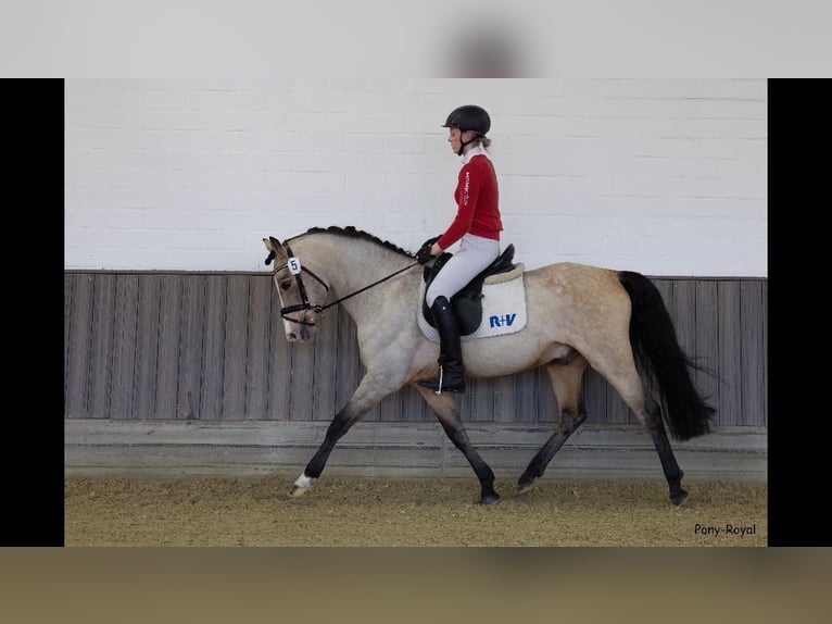 Duitse rijpony Hengst 17 Jaar 150 cm Falbe in Brakel