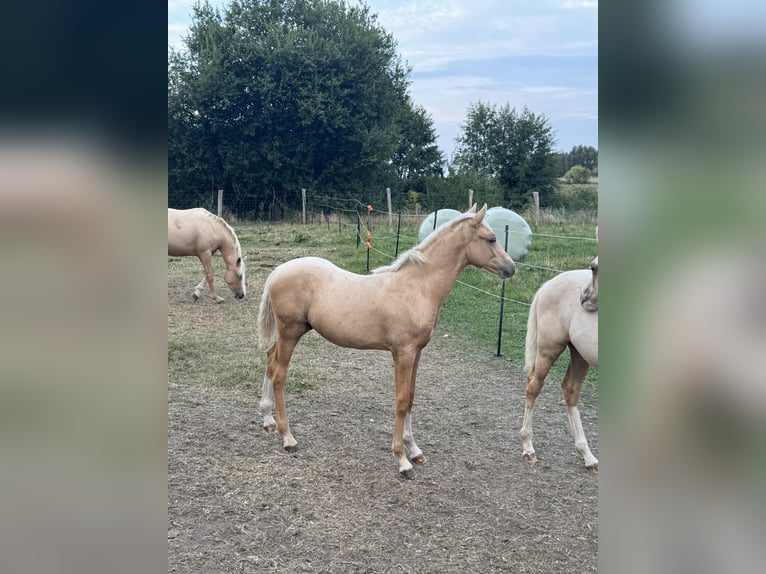 Duitse rijpony Hengst 1 Jaar 102 cm Palomino in Stakendorf