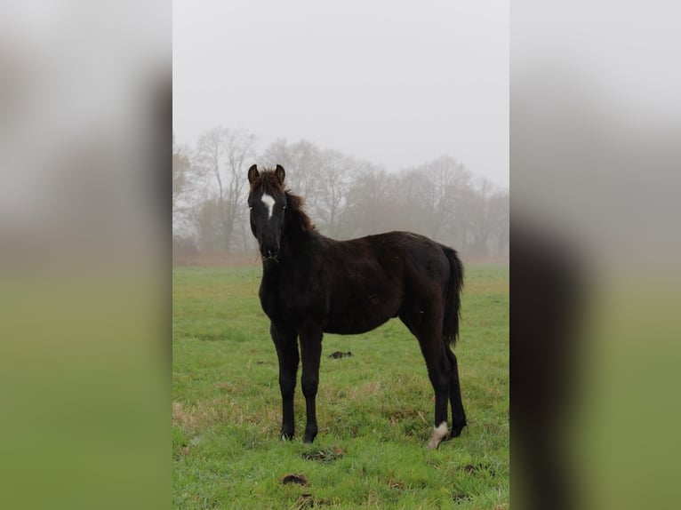 Duitse rijpony Hengst 1 Jaar 118 cm Donkerbruin in Neustadt dosse