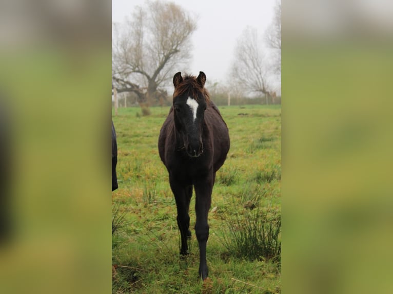 Duitse rijpony Hengst 1 Jaar 118 cm Donkerbruin in Neustadt dosse