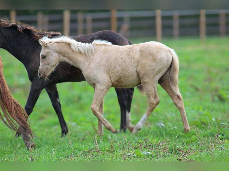 Duitse rijpony Hengst 1 Jaar 120 cm Palomino in Wolfenbüttel