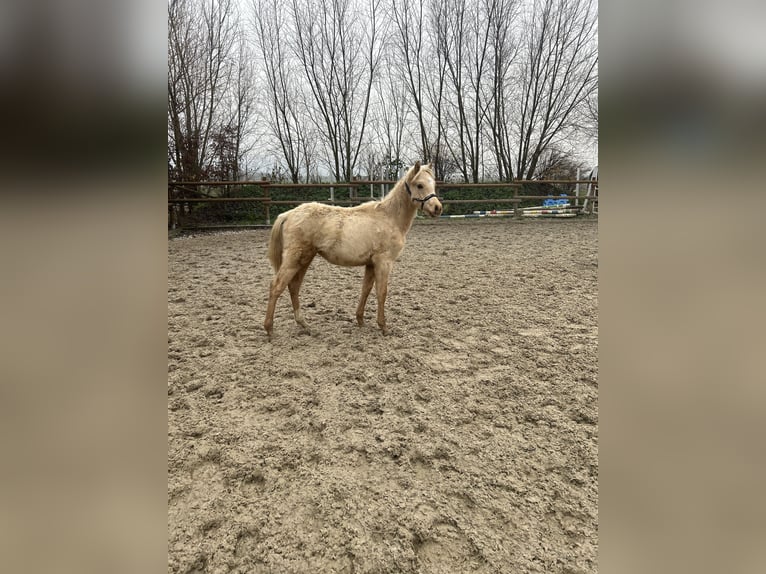 Duitse rijpony Hengst 1 Jaar 120 cm Palomino in Wolfenbüttel