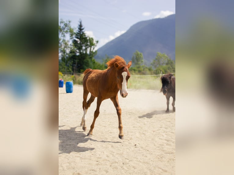 Duitse rijpony Mix Hengst 1 Jaar 125 cm Vos in Nassereith