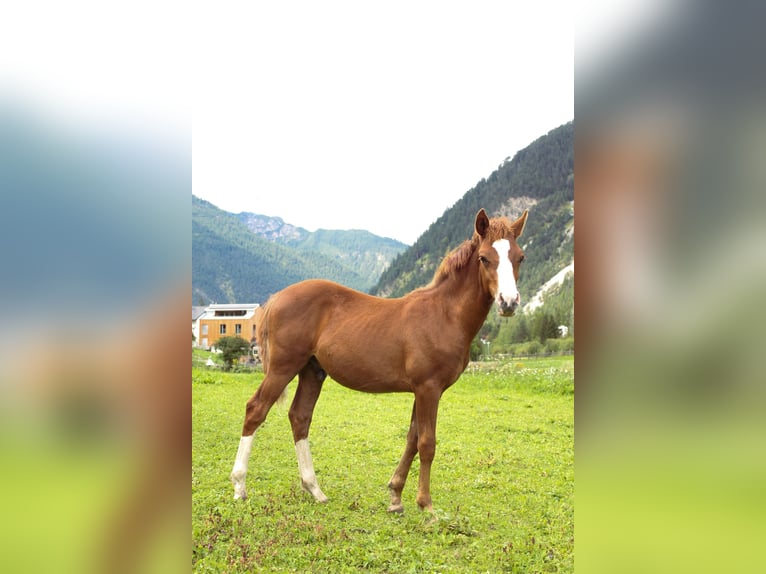 Duitse rijpony Mix Hengst 1 Jaar 125 cm Vos in Nassereith