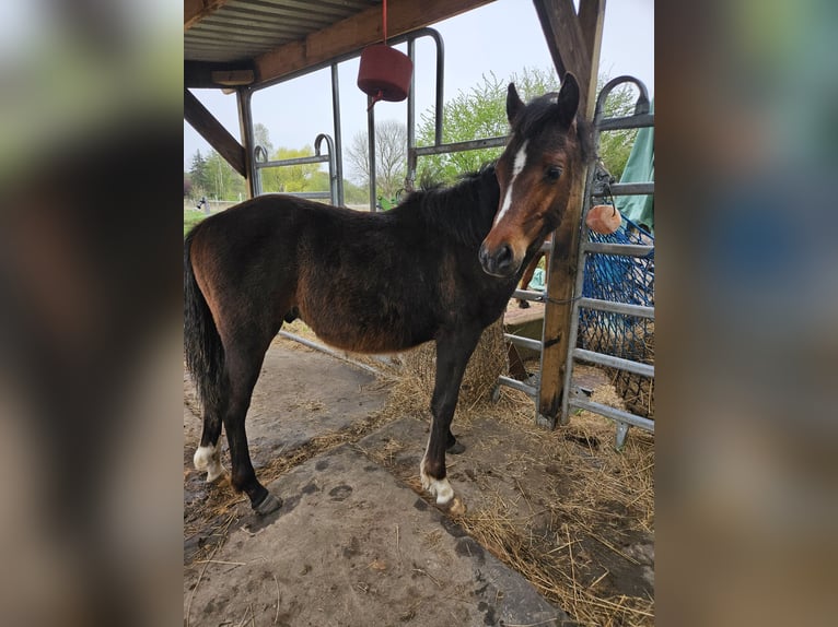Duitse rijpony Hengst 1 Jaar 130 cm Bruin in Rövershagen
