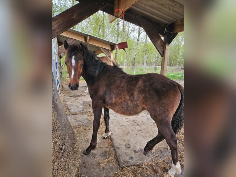 Duitse rijpony Hengst 1 Jaar 130 cm Bruin in Rövershagen