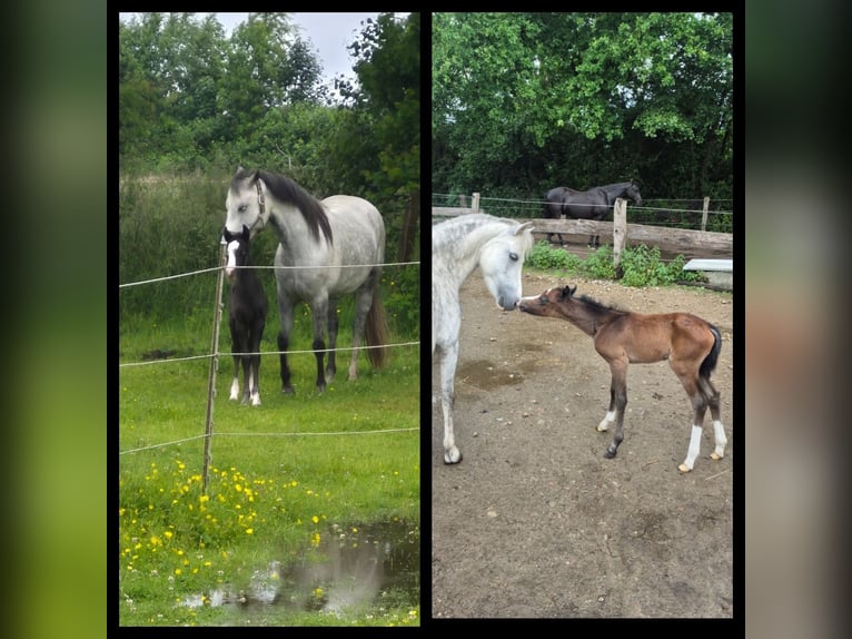 Duitse rijpony Hengst 1 Jaar 130 cm Schimmel in NaheNahe